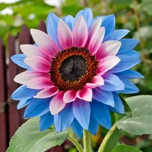 50pcs Rare Twin-Blossom Blue Over Pink Sunflower Seeds - Unique Heirloom Variety Annual - Image 4
