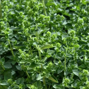 6 Greek Oregano Live Plants, Starter Herbs for Cooking & Garden, 5-8 Inches Tall - Image 2