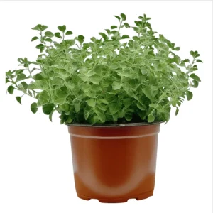 6 Greek Oregano Live Plants, Starter Herbs for Cooking & Garden, 5-8 Inches Tall - Image 5