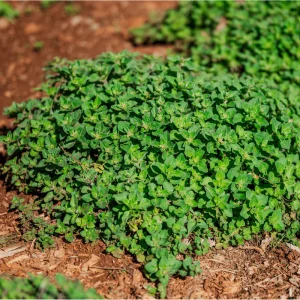 6 Greek Oregano Live Plants, Starter Herbs for Cooking & Garden, 5-8 Inches Tall - Image 6