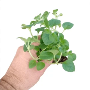 6 Greek Oregano Live Plants, Starter Herbs for Cooking & Garden, 5-8 Inches Tall - Image 7