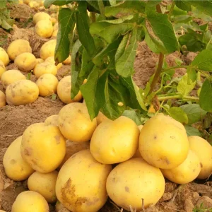 60 Gold Yukon True Potato Seeds - Heirloom Yellow Potato Vegetable Seeds - Image 3