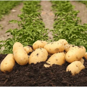 60 Gold Yukon True Potato Seeds - Heirloom Yellow Potato Vegetable Seeds - Image 4