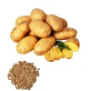 60 Gold Yukon True Potato Seeds - Heirloom Yellow Potato Vegetable Seeds - Image 1