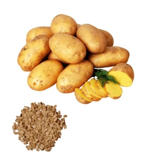 60 Gold Yukon True Potato Seeds - Heirloom Yellow Potato Vegetable Seeds - Image 1