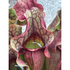 60 Sarracenia Purpurea Seeds - Purple Pitcher Plant Seeds for Bog Gardens - Image 2