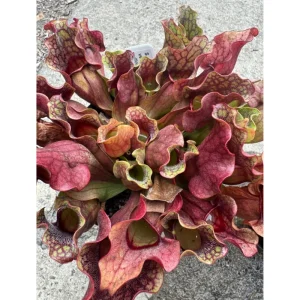 60 Sarracenia Purpurea Seeds - Purple Pitcher Plant Seeds for Bog Gardens - Image 3