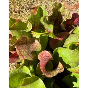 60 Sarracenia Purpurea Seeds - Purple Pitcher Plant Seeds for Bog Gardens - Image 4