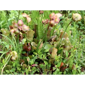 60 Sarracenia Purpurea Seeds - Purple Pitcher Plant Seeds for Bog Gardens - Image 6