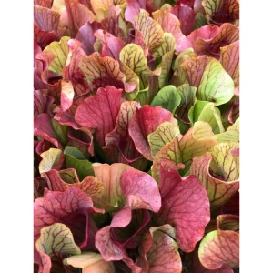 60 Sarracenia Purpurea Seeds - Purple Pitcher Plant Seeds for Bog Gardens - Image 1
