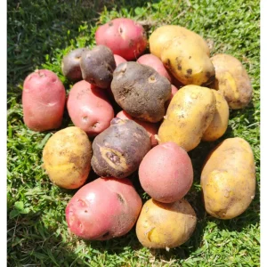 60 True Potato Seeds Mixed Colors - Heirloom Vegetable Seeds for Growing - Image 3
