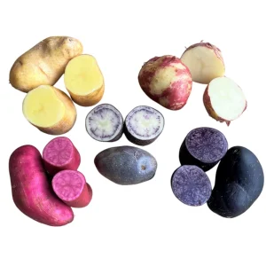 60 True Potato Seeds Mixed Colors - Heirloom Vegetable Seeds for Growing - Image 4