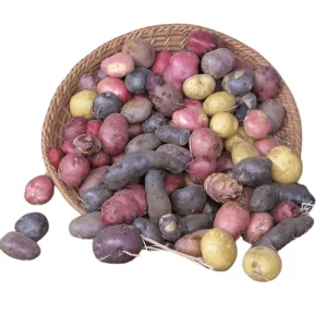60 True Potato Seeds Mixed Colors - Heirloom Vegetable Seeds for Growing - Image 5