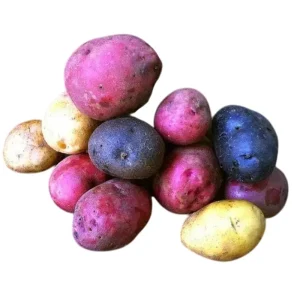 60 True Potato Seeds Mixed Colors - Heirloom Vegetable Seeds for Growing - Image 6