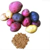 60 True Potato Seeds Mixed Colors - Heirloom Vegetable Seeds for Growing - Image 1