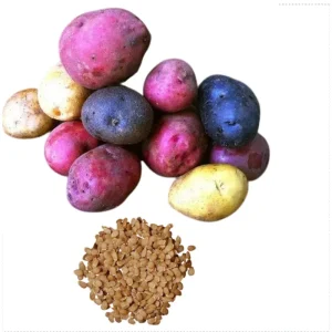 60 True Potato Seeds Mixed Colors - Heirloom Vegetable Seeds for Growing - Image 1