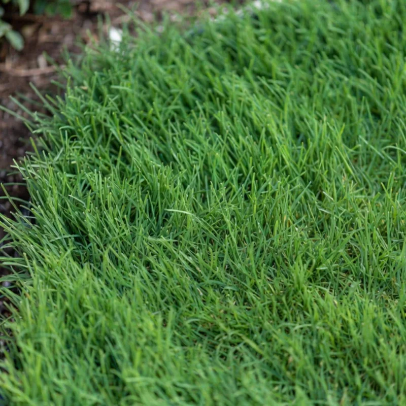 6000 Zoysia Grass Seeds – Low-Care Green Lawn – Outdoor Grass Seeds - Image 2