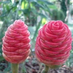 7 Awapuhi Shampoo Ginger Rhizomes - Zingiber zerumbet Bulbs for Planting - Image 4