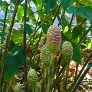 7 Awapuhi Shampoo Ginger Rhizomes - Zingiber zerumbet Bulbs for Planting - Image 1