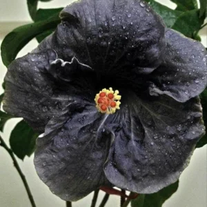 7 Black Hibiscus Cuttings Live Plant - Ready to Plant Indoor Outdoor Garden - Image 3