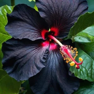 7 Black Hibiscus Cuttings Live Plant - Ready to Plant Indoor Outdoor Garden - Image 4