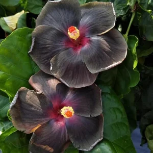 7 Black Hibiscus Cuttings Live Plant - Ready to Plant Indoor Outdoor Garden - Image 5