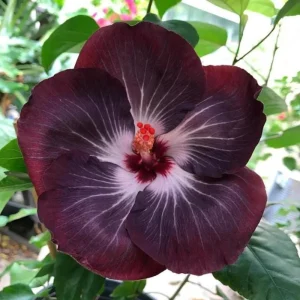 7 Black Hibiscus Cuttings Live Plant - Ready to Plant Indoor Outdoor Garden - Image 6