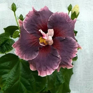 7 Black Hibiscus Cuttings Live Plant - Ready to Plant Indoor Outdoor Garden - Image 7