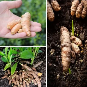 7 Fresh Turmeric Root Rhizomes (Curcuma Longa) Live Plant for Planting - Image 1