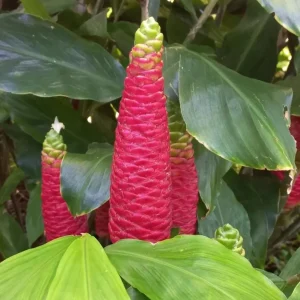 7 Hawaiian Awapuhi Shampoo Ginger Rhizomes - Zingiber Zerumbet Pinecone Lily Bulbs - Image 2