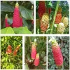 7 Hawaiian Awapuhi Shampoo Ginger Rhizomes - Zingiber Zerumbet Pinecone Lily Bulbs - Image 1