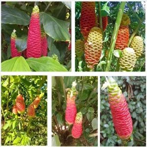 7 Hawaiian Awapuhi Shampoo Ginger Rhizomes - Zingiber Zerumbet Pinecone Lily Bulbs - Image 1