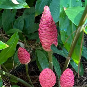 7 Hawaiian Awapuhi Shampoo Ginger Rhizomes - Zingiber Zerumbet Pinecone Lily Bulbs - Image 3