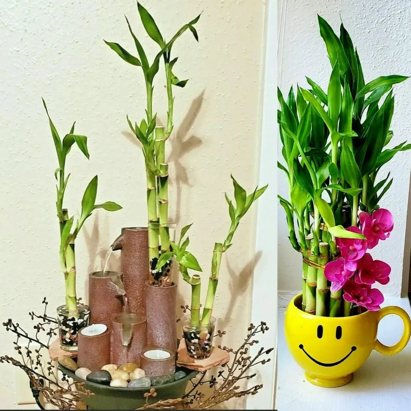 7 Lucky Bamboo Plant Seeds - Feng Shui Indoor Houseplant Seeds - Image 2