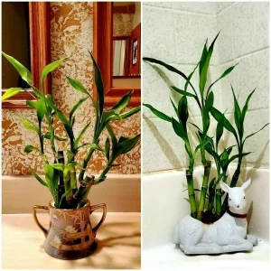 7 Lucky Bamboo Plant Seeds - Feng Shui Indoor Houseplant Seeds - Image 3