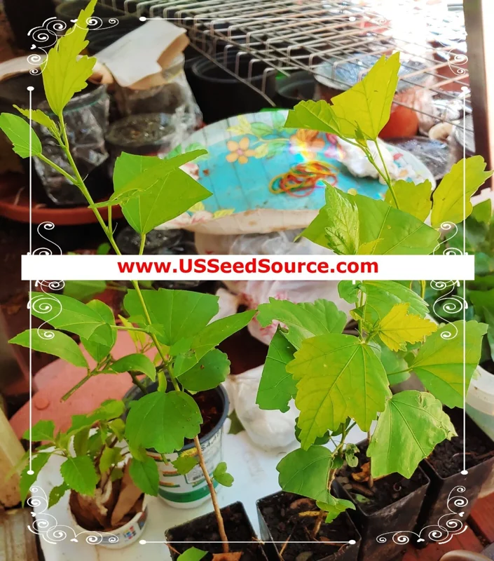 7 Lucky Bamboo Plant Seeds - Feng Shui Indoor Houseplant Seeds - Image 8