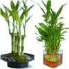 7 Lucky Bamboo Plant Seeds - Feng Shui Indoor Houseplant Seeds - Image 1