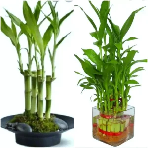 7 Lucky Bamboo Plant Seeds - Feng Shui Indoor Houseplant Seeds - Image 1