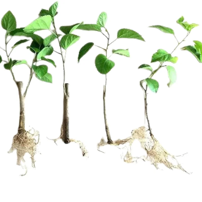 7 Purple Hibiscus Cuttings Live Plant – Ready to Root – Indoor & Outdoor Garden - Image 2