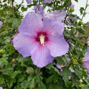 7 Purple Hibiscus Cuttings Live Plant – Ready to Root – Indoor & Outdoor Garden - Image 3