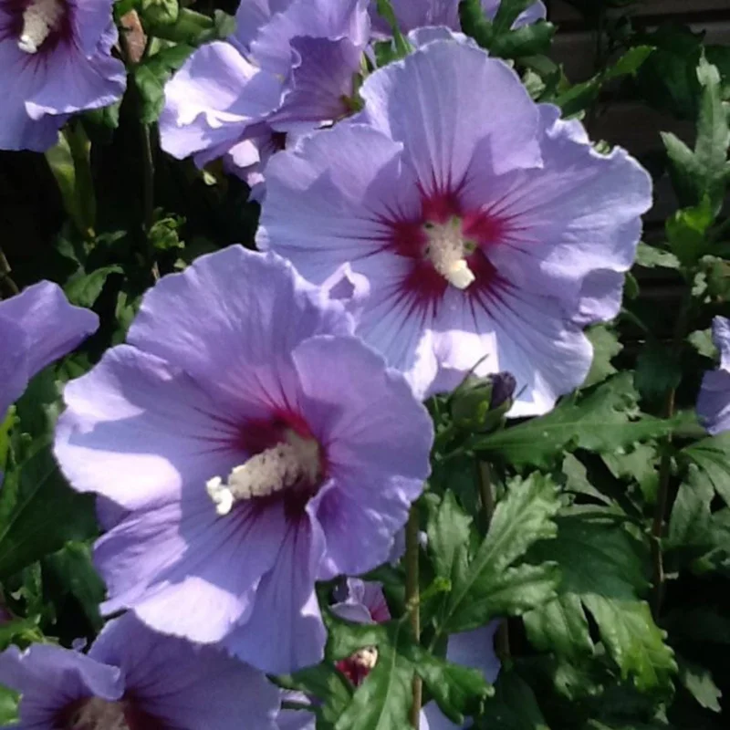 7 Purple Hibiscus Cuttings Live Plant – Ready to Root – Indoor & Outdoor Garden - Image 4