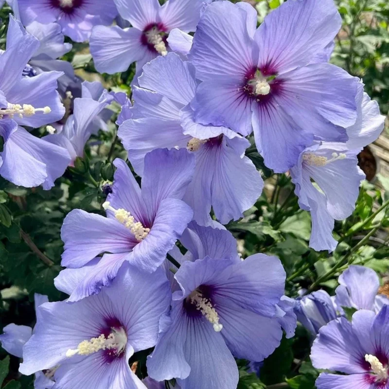 7 Purple Hibiscus Cuttings Live Plant – Ready to Root – Indoor & Outdoor Garden - Image 5