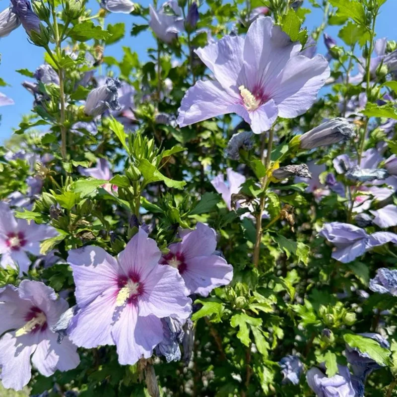 7 Purple Hibiscus Cuttings Live Plant – Ready to Root – Indoor & Outdoor Garden - Image 6