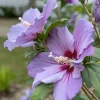 7 Purple Hibiscus Cuttings Live Plant – Ready to Root – Indoor & Outdoor Garden - Image 1