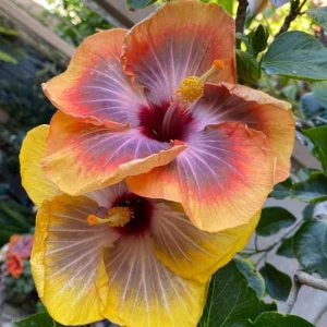 7 Purple Yellow Hibiscus Cuttings Live Plant – Ready to Grow Indoor Outdoor Garden - Image 3