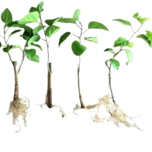 7 Purple Yellow Hibiscus Cuttings Live Plant – Ready to Grow Indoor Outdoor Garden - Image 4