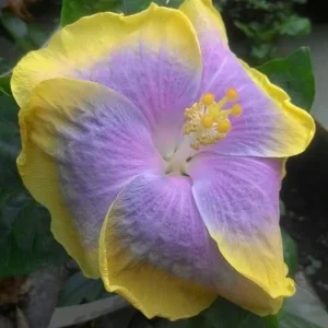 7 Purple Yellow Hibiscus Cuttings Live Plant – Ready to Grow Indoor Outdoor Garden - Image 5