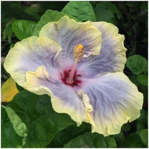 7 Purple Yellow Hibiscus Cuttings Live Plant – Ready to Grow Indoor Outdoor Garden - Image 1