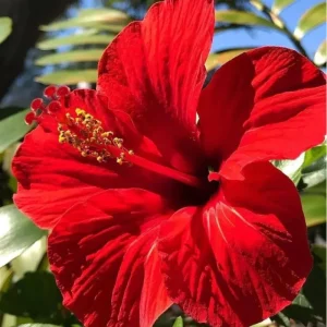7 Red Hibiscus Cuttings Live - Indoor/Outdoor Plant Propagation - Image 3
