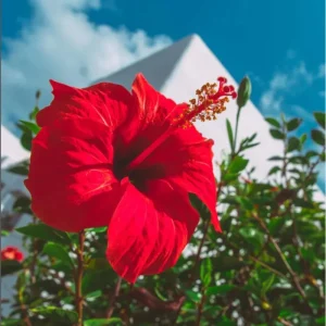 7 Red Hibiscus Cuttings Live - Indoor/Outdoor Plant Propagation - Image 4
